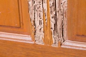 5 Essential Insights on Termite Inspection Cost That Could Save You Thousands