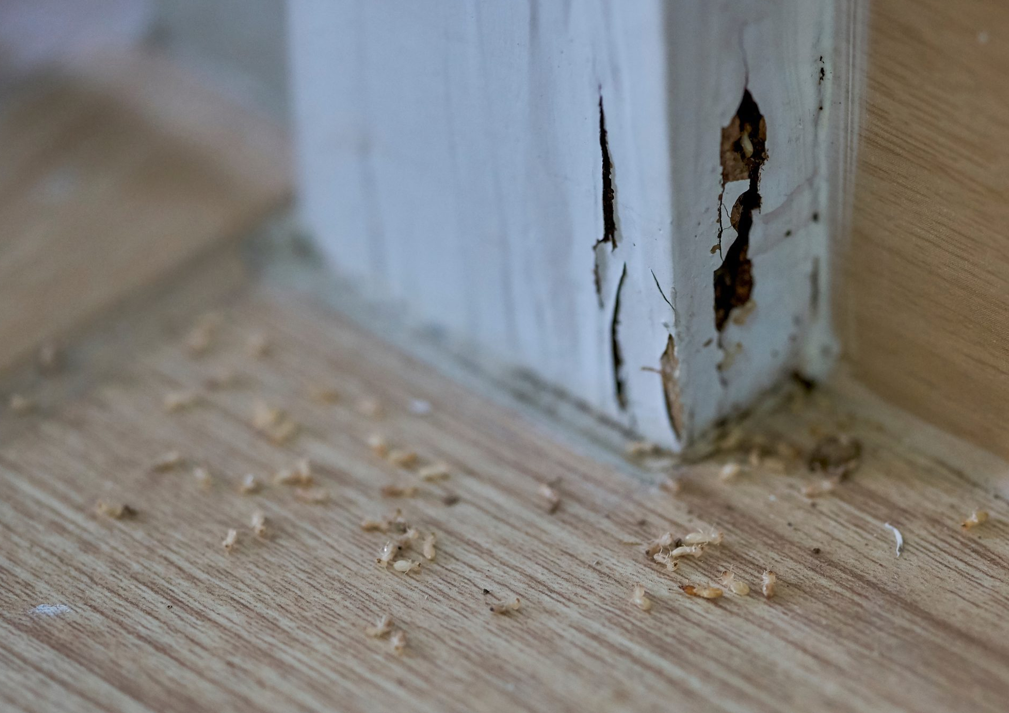 5 Key Insights on DIY Termite Inspection vs Professional Services: What You Need to Know