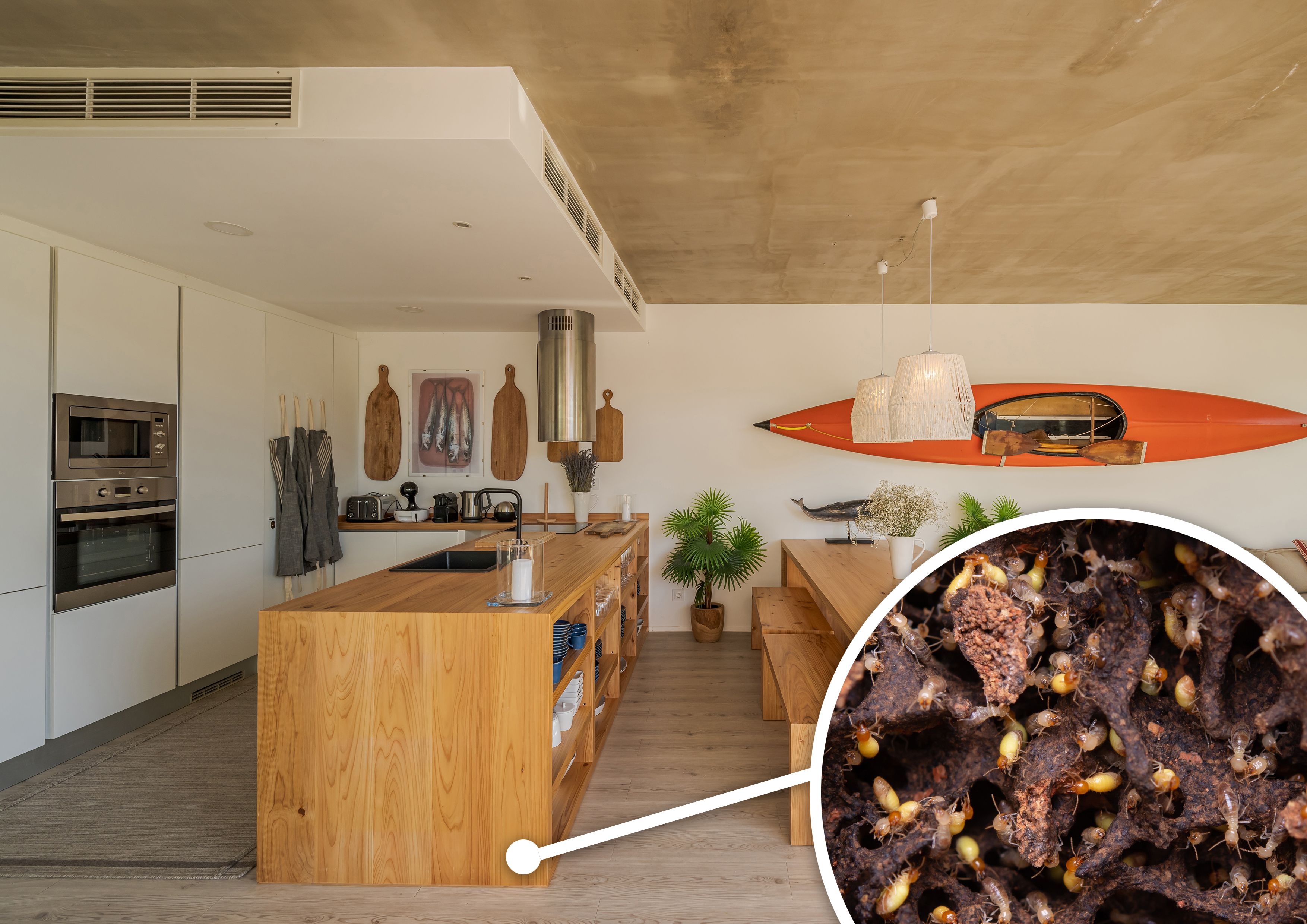 5 Essential Steps on How to Prepare for a Termite Inspection Successfully