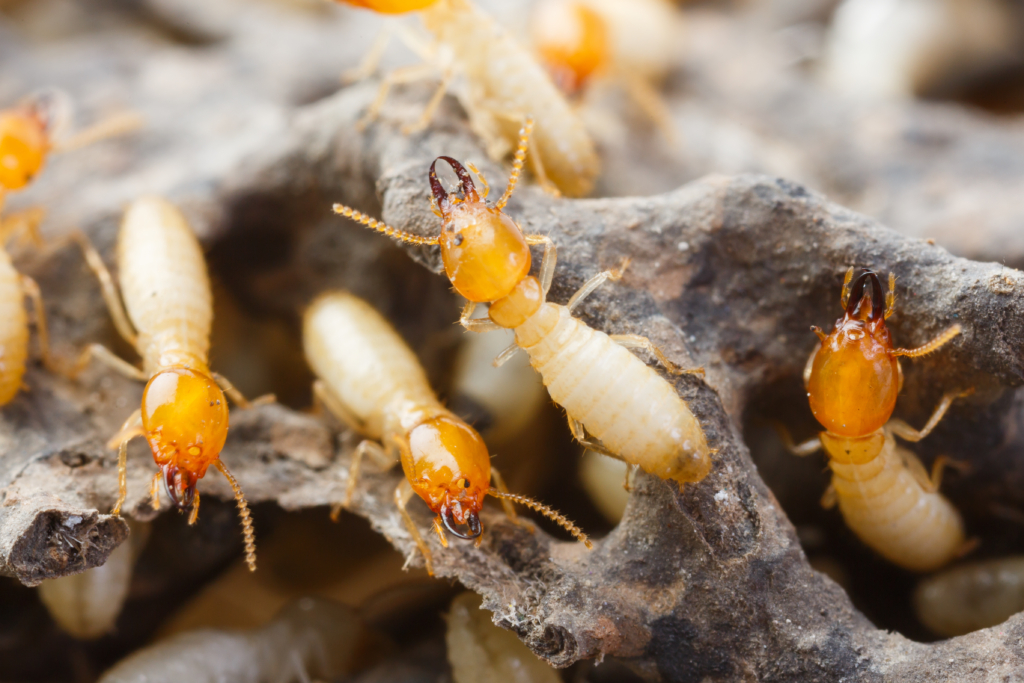 Termite Treatment: Baits vs. Liquid Insecticides