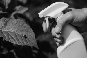 5 Effective Strategies for Sustainable Garden Insect Control in the UAE