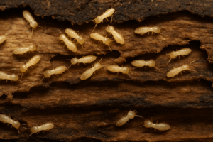 Termite Control Dubai